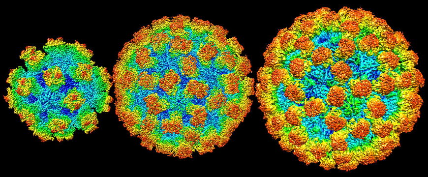 Microscopic Norovirus 