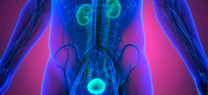 Graphic to demonstrate where the urinary tract is in a person's body